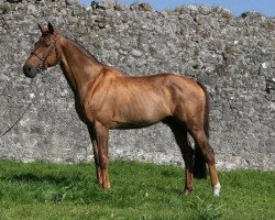 stallion O-Piloth (KWPN (Royal Dutch Sporthorse), 1996, from Epilot)