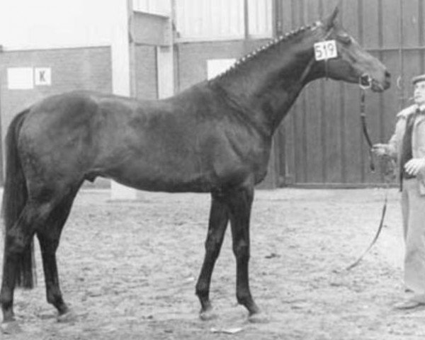 stallion Saros xx (Thoroughbred, 1974, from Charlottown xx)