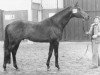 stallion Saros xx (Thoroughbred, 1974, from Charlottown xx)