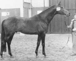 stallion Saros xx (Thoroughbred, 1974, from Charlottown xx)