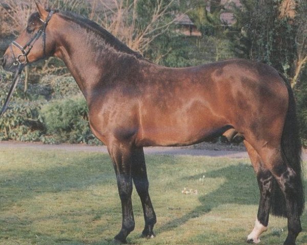 stallion Rubirando (Oldenburg, 1990, from Rubinstein I)