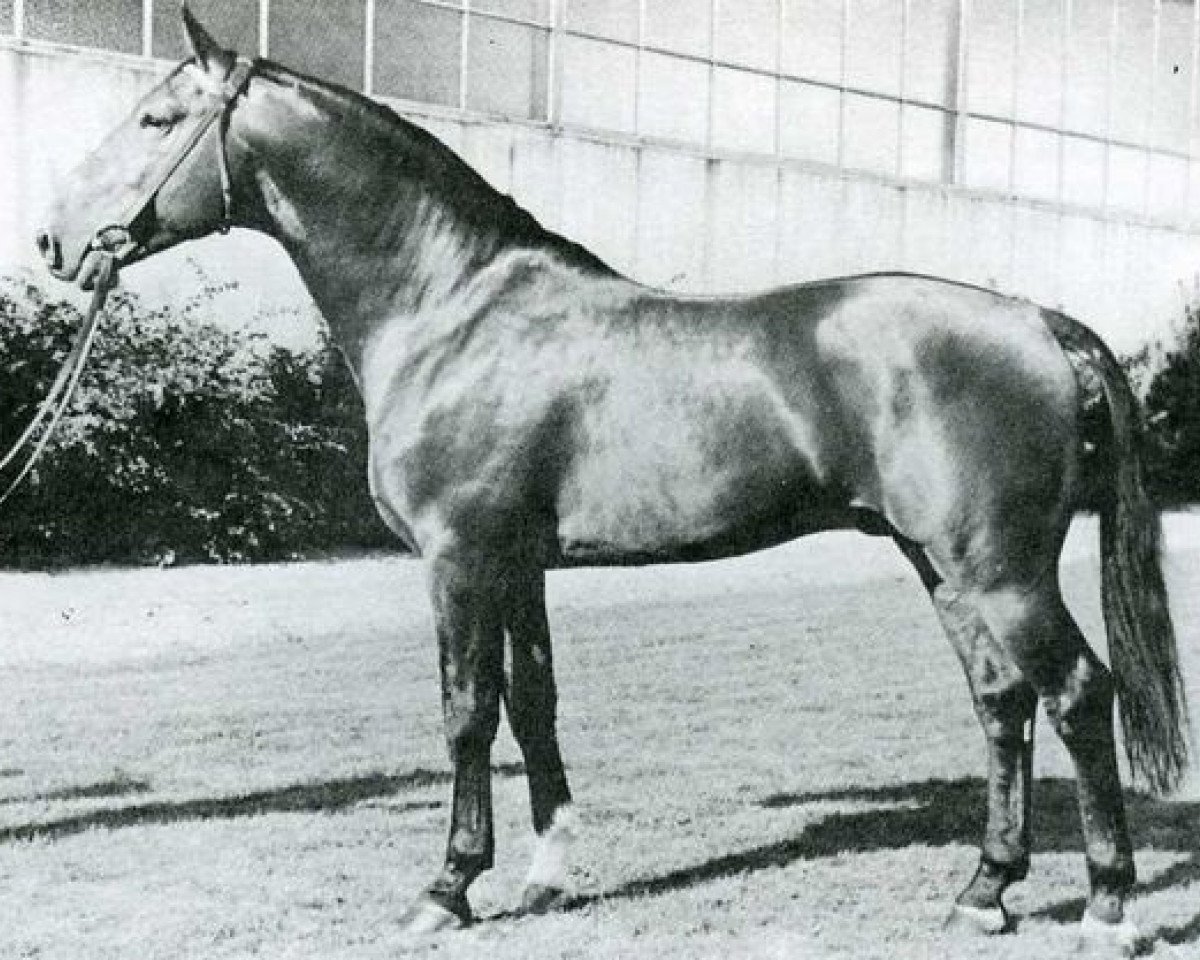 Deckhengst Fokus II (Holsteiner, 1961, von Fangball)
