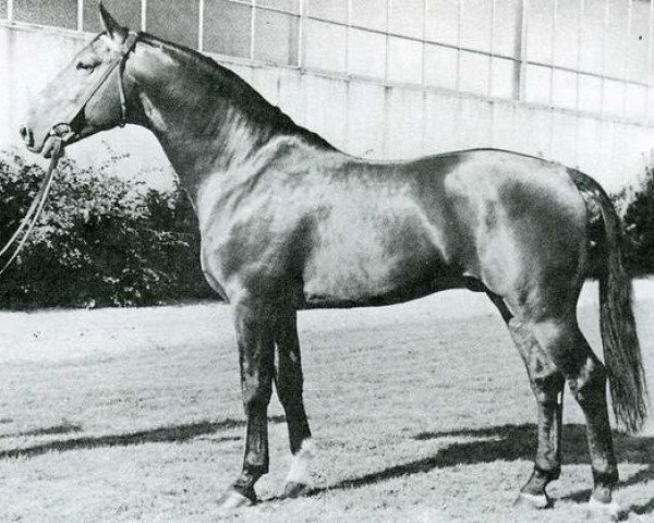 stallion Fokus II (Holsteiner, 1961, from Fangball)