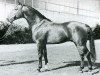 stallion Fokus II (Holsteiner, 1961, from Fangball)