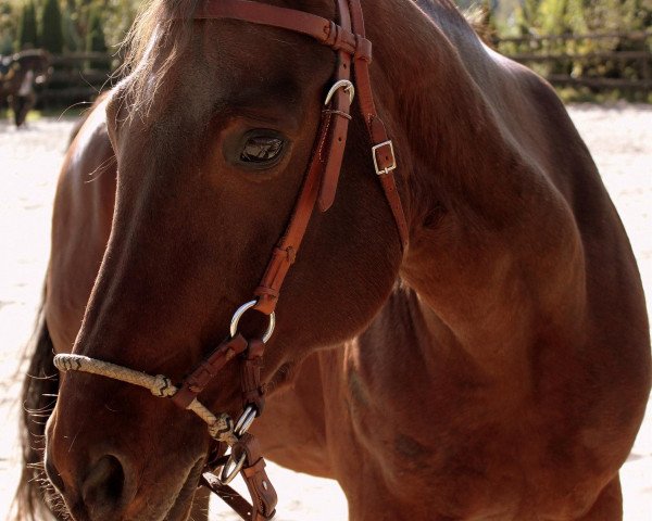 horse Rubin (Westphalian, 1996, from Rapallo)