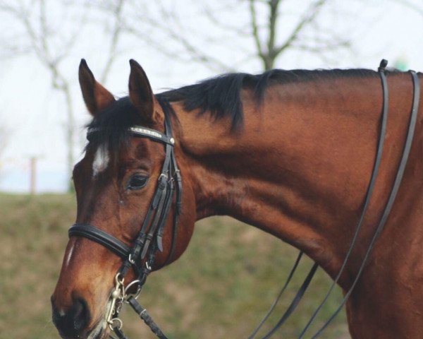 horse Genesis 87 (Hanoverian, 2000, from Graf Grannus)