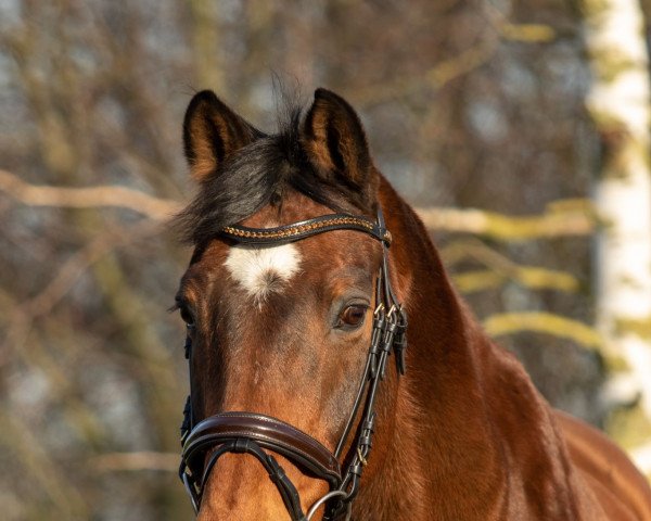 horse Louis Leger (Oldenburg, 2005, from Luxius)