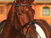 dressage horse Don Dinoso (Zweibrücken, 2007, from Don Gregory)