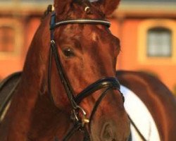 dressage horse Don Dinoso (Zweibrücken, 2007, from Don Gregory)