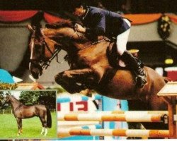 Deckhengst Padarco van het Hertsveld (Belgisches Warmblut, 1992, von Darco)