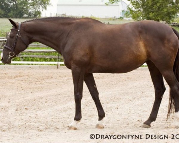 broodmare Ojoysie (KWPN (Royal Dutch Sporthorse), 1996, from Goodtimes)