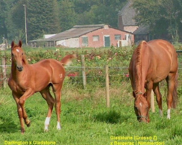 Pferd Donaxtma (Rheinländer, 2004, von Darlington)