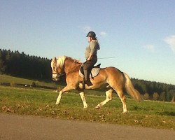 dressage horse Nathan Nicolaus (Haflinger, 2005, from Nostradamus)