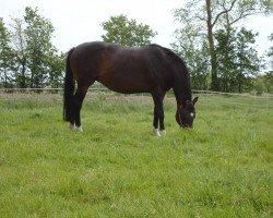 broodmare Wailana (Hanoverian, 2002, from Weltgeist)