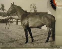 broodmare Maigrafin (Hanoverian, 1974, from Maikater I)