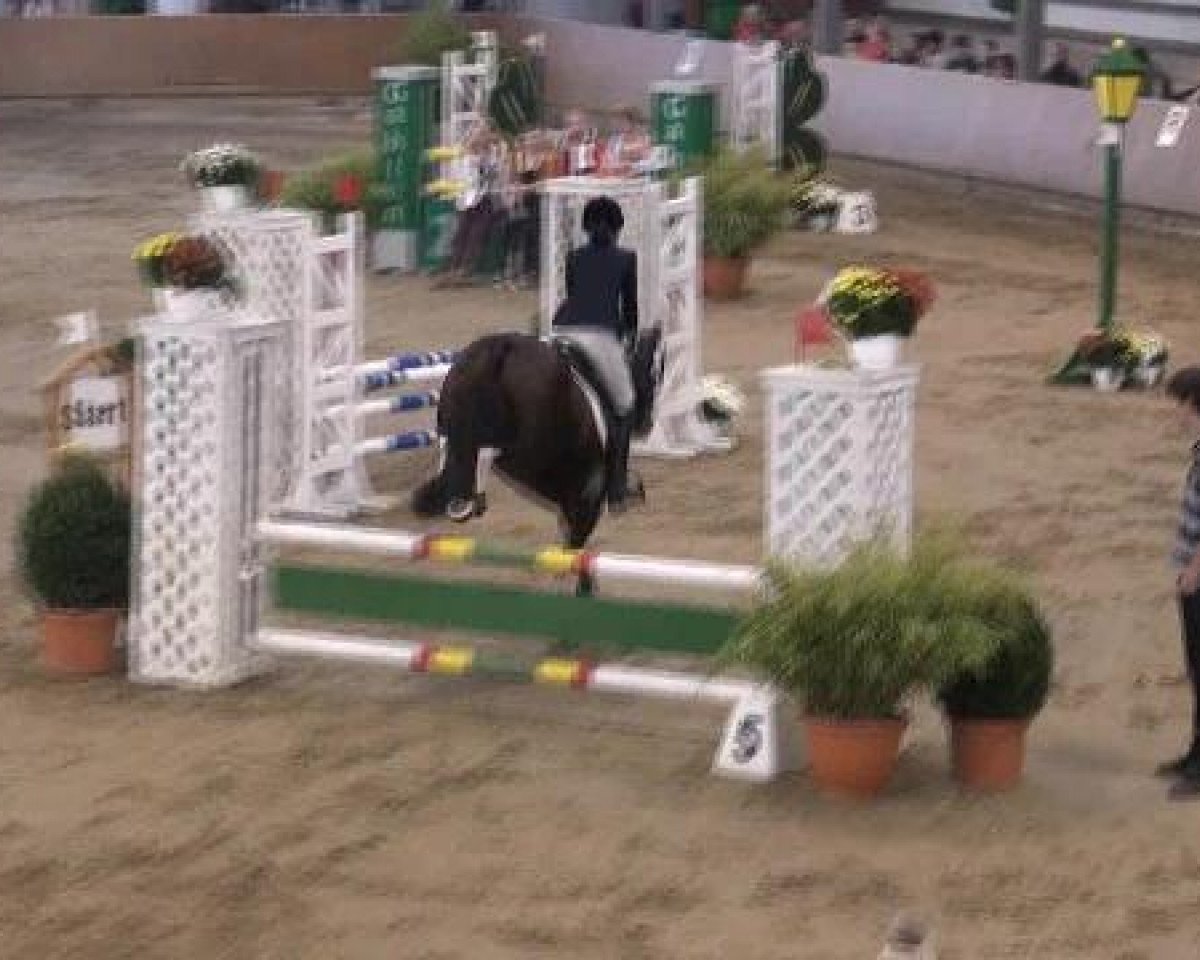jumper Graphiti den Tip (KWPN (Royal Dutch Sporthorse), 2005)