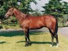 stallion Zieten xx (Thoroughbred, 1990, from Danzig xx)