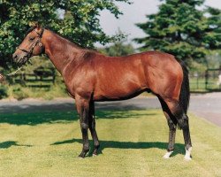 stallion Zieten xx (Thoroughbred, 1990, from Danzig xx)