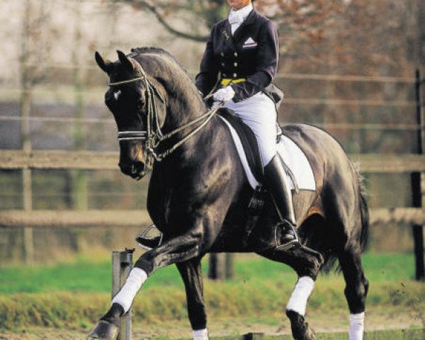 stallion Kennedy (Royal Warmblood Studbook of the Netherlands (KWPN), 1992, from Ferro)