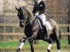 stallion Kennedy (Dutch Warmblood, 1992, from Ferro)