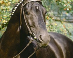 stallion World Cup II (Hanoverian, 1980, from Woermann)