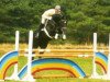 stallion Glenfiddich (Hanoverian, 1993, from Graf Grannus)