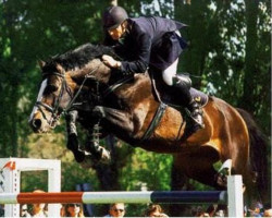 stallion Le Matin (Holsteiner, 1991, from Lord)