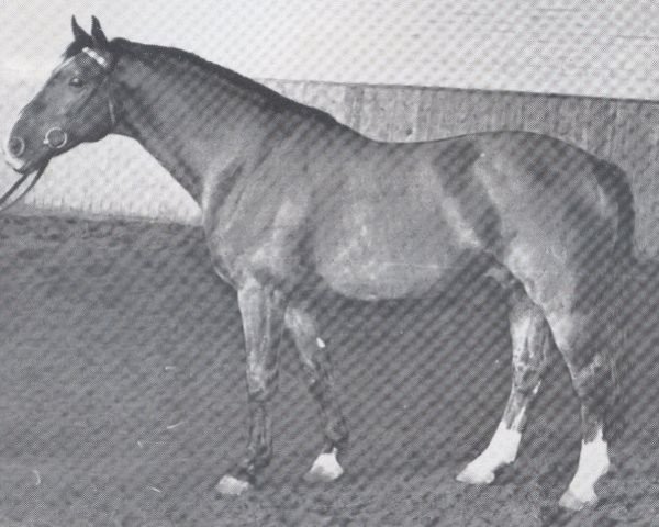 stallion Fabulus (Holsteiner, 1963, from Fax I)
