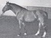 stallion Fabulus (Holsteiner, 1963, from Fax I)