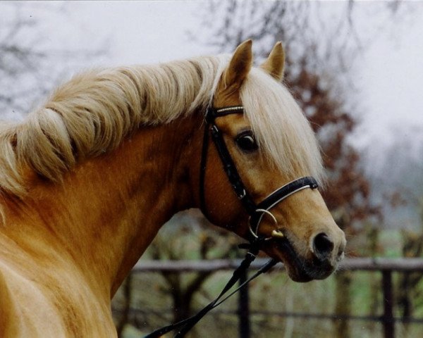 dressage horse Golden Dancer (German Riding Pony, 1987, from Dancer)