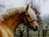 dressage horse Golden Dancer (German Riding Pony, 1987, from Dancer)