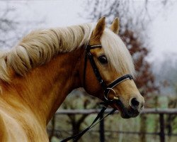 stallion Golden Dancer (German Riding Pony, 1987, from Dancer)