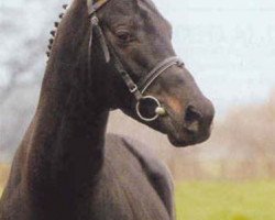 stallion Leopardstown xx (Thoroughbred, 1997, from Monsun xx)