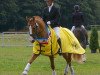 dressage horse Dastyn (German Riding Pony, 2009, from Doubtless)