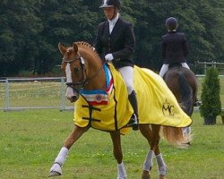 dressage horse Dastyn (German Riding Pony, 2009, from Doubtless)