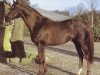 stallion Prince Mab xx (Thoroughbred, 1978, from Targowice xx)