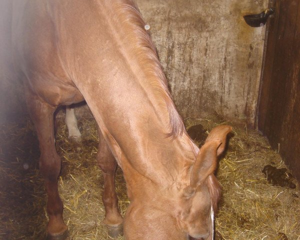 broodmare Abbitte (Sachse, 1990, from Glistan)