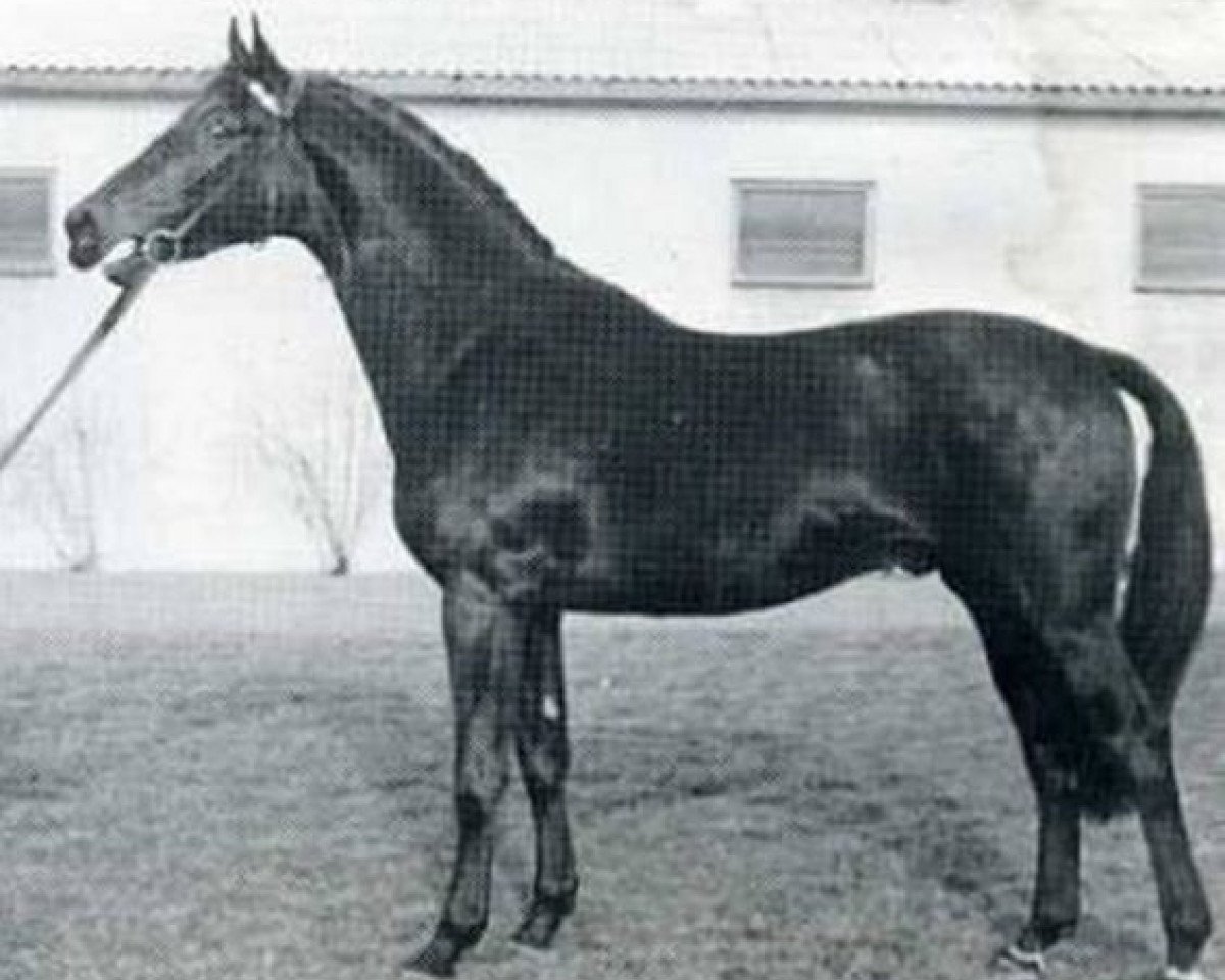 Deckhengst Corporal (Holsteiner, 1963, von Cottage Son xx)