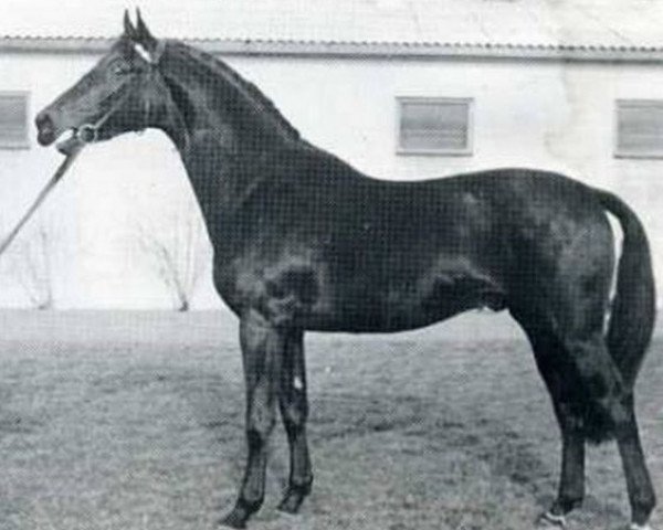horse Corporal (Holsteiner, 1963, from Cottage Son xx)