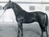 horse Corporal (Holsteiner, 1963, from Cottage Son xx)