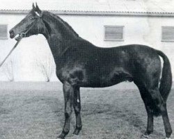 Deckhengst Corporal (Holsteiner, 1963, von Cottage Son xx)