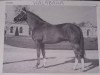 stallion Kalabaka xx (Selle Français, 1957, from Vandale xx)