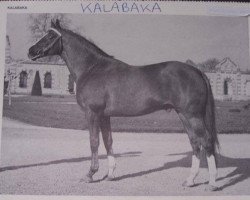 stallion Kalabaka xx (Selle Français, 1957, from Vandale xx)