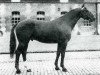 stallion Venutard (Selle Français, 1965, from Kalabaka xx)