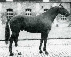 stallion Venutard (Selle Français, 1965, from Kalabaka xx)