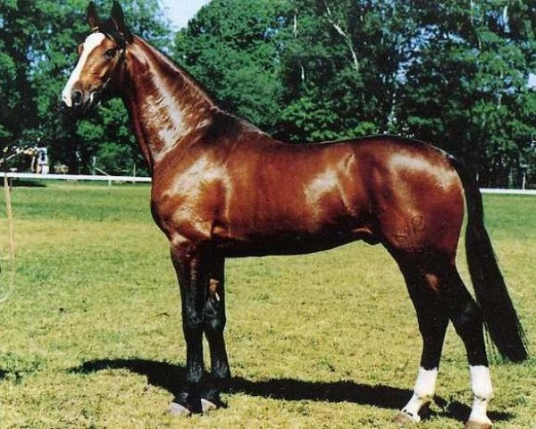 Deckhengst Armstrong (Koninklijk Warmbloed Paardenstamboek Nederland (KWPN), 1982, von Ramiro Z)