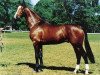 stallion Armstrong (Royal Warmblood Studbook of the Netherlands (KWPN), 1982, from Ramiro Z)