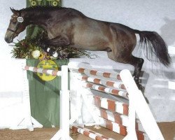 stallion Volstrups Casillas (Danish Warmblood,  , from Colman)