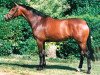 broodmare Orona (KWPN (Royal Dutch Sporthorse), 1996, from Jazz)