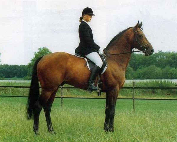 stallion Bredero (KWPN (Royal Dutch Sporthorse), 1983, from Notaris)